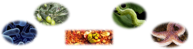 گروه بین رشته ای مواد زیست فعال